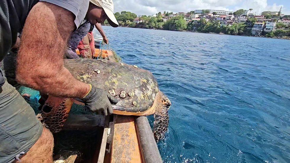 Relâché d'une tortue marine par les pêcheurs (Fabien Lefebvre, ACWAACNRS).