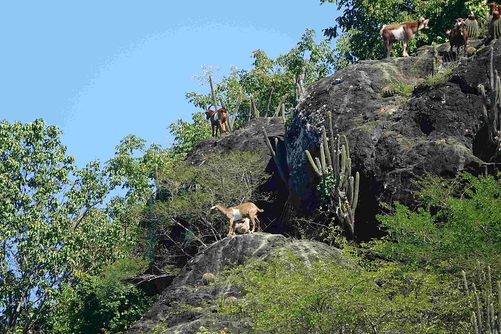 Saint-Barth, Prolifération des chèvres, Chèvres sauvages, Cactus tête à l'anglais, Dégâts environnementaux, Érosion du sol, Désertification, Biodiversité menacée, Écologie insulaire, Gestion de la faune, Plantes indigènes, Espèces invasives, Protection de l'environnement, Conservation des ressources naturelles, Défis environnementaux, Gestion durable, Préserver la flore locale, Restauration écologique, Surveillance de la faune, Écosystème fragile, Impact des chèvres, Dommages aux cactus, Espèces en danger, Régulation de la population de chèvres, Gestion de la biodiversité, Éducation environnementale, Sensibilisation communautaire, Préserver le patrimoine naturel, Mesures de conservation, Melocactus intortus