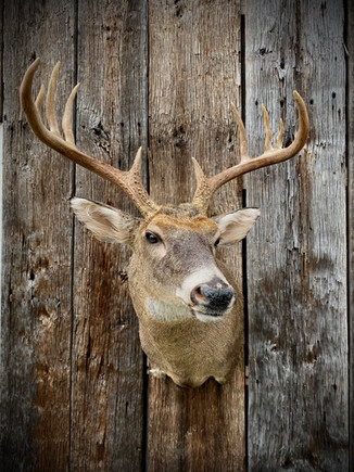 Suranksi Taxidermy