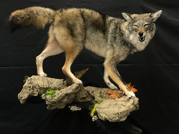 Forever Ridge Taxidermy