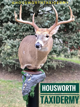 Housworth Taxidermy