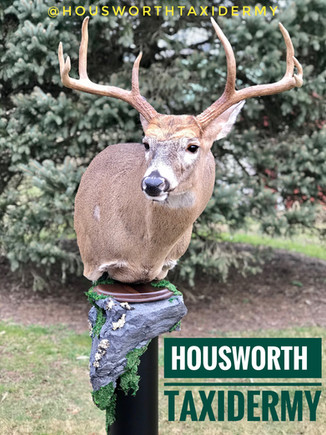 Housworth Taxidermy