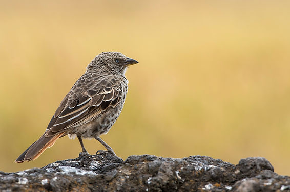 Rufous-tailed Weaver_fb.jpg