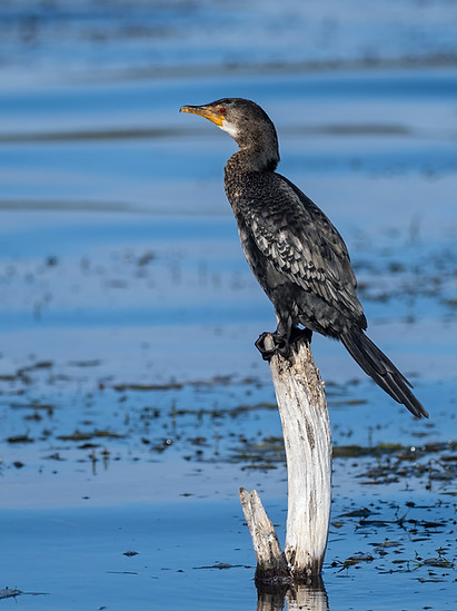 Reed Cormorant_fb.jpg