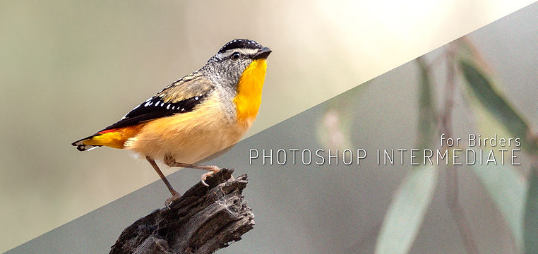 Photoshop 1 for birders banner PA077598.