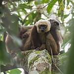 white-fronted brown lemur_fb.jpg