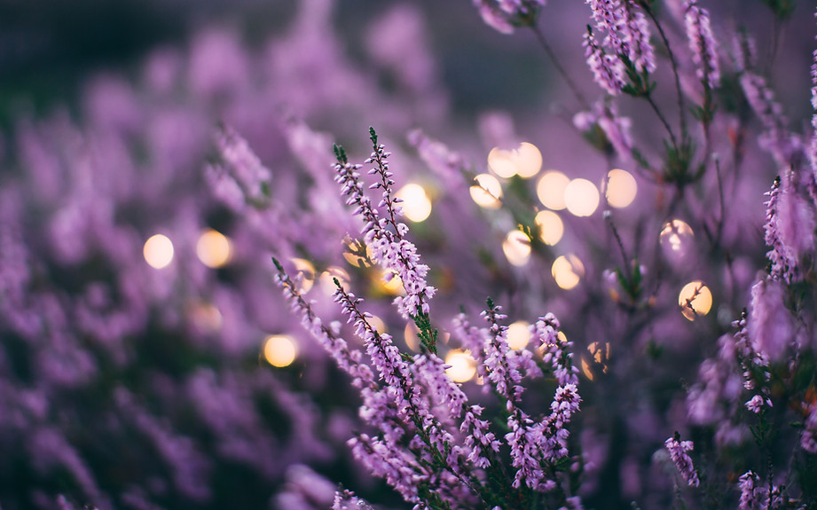 Illuminating Lavendar.jpg
