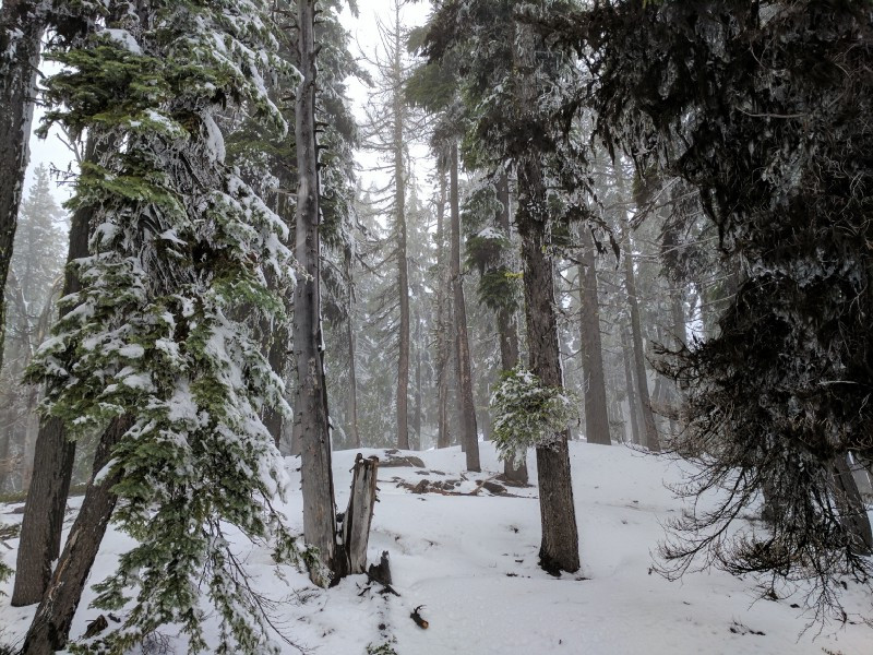 Heading up through the pines.