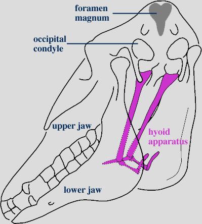 The Hyoid Bone; What does it do?