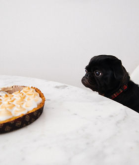 Pug Eyeing Pie