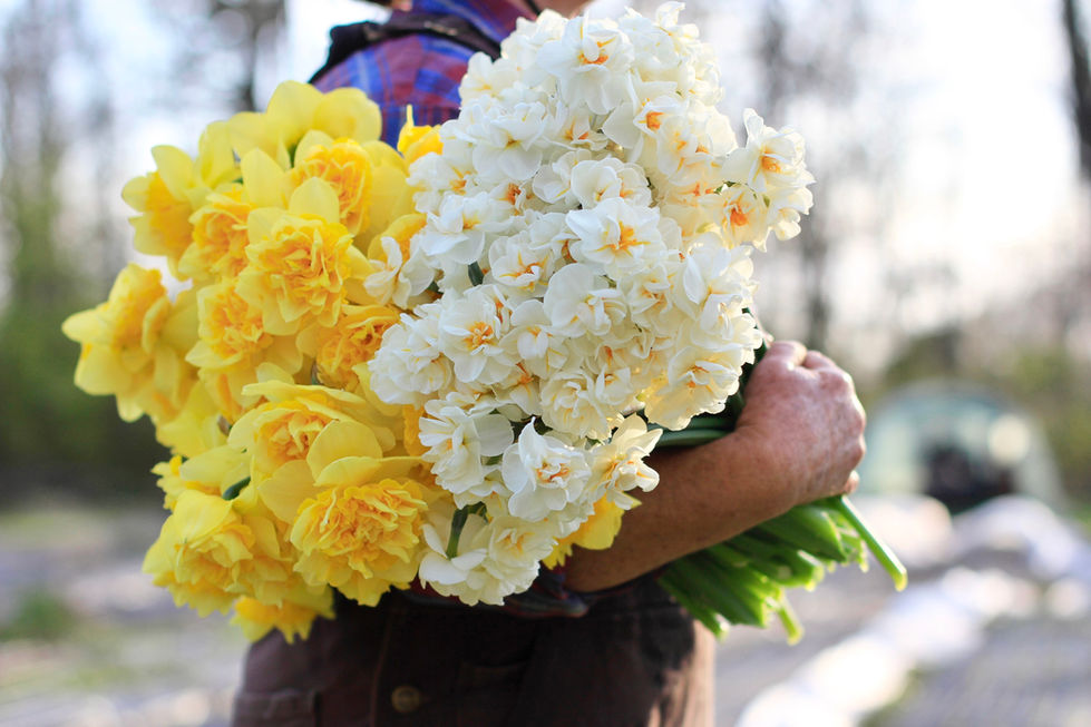Daffodils