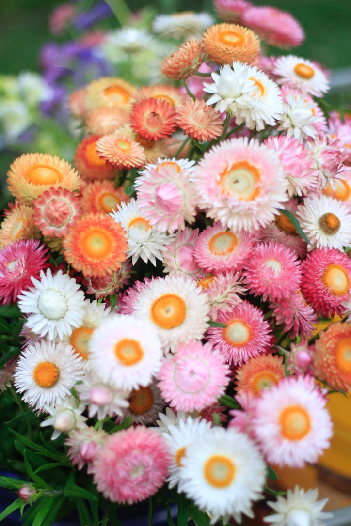 Strawflower