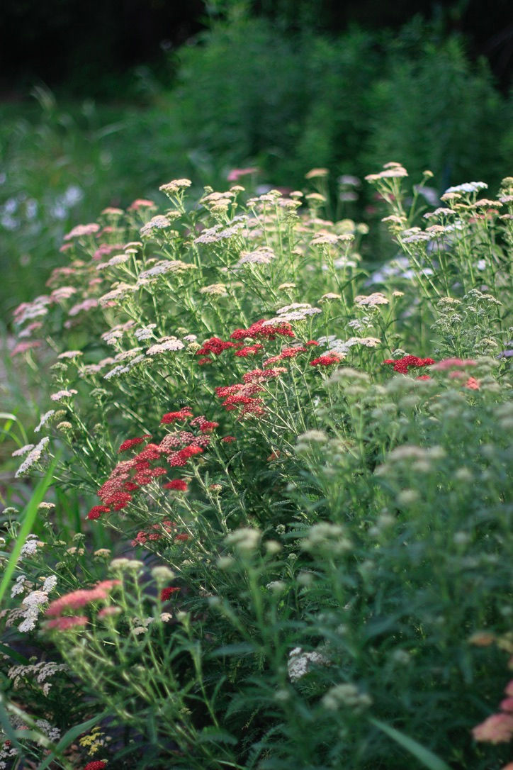 Yarrow