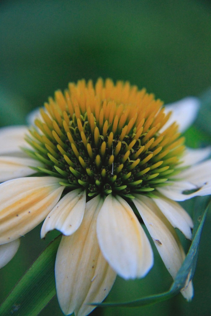 yellow coneflower