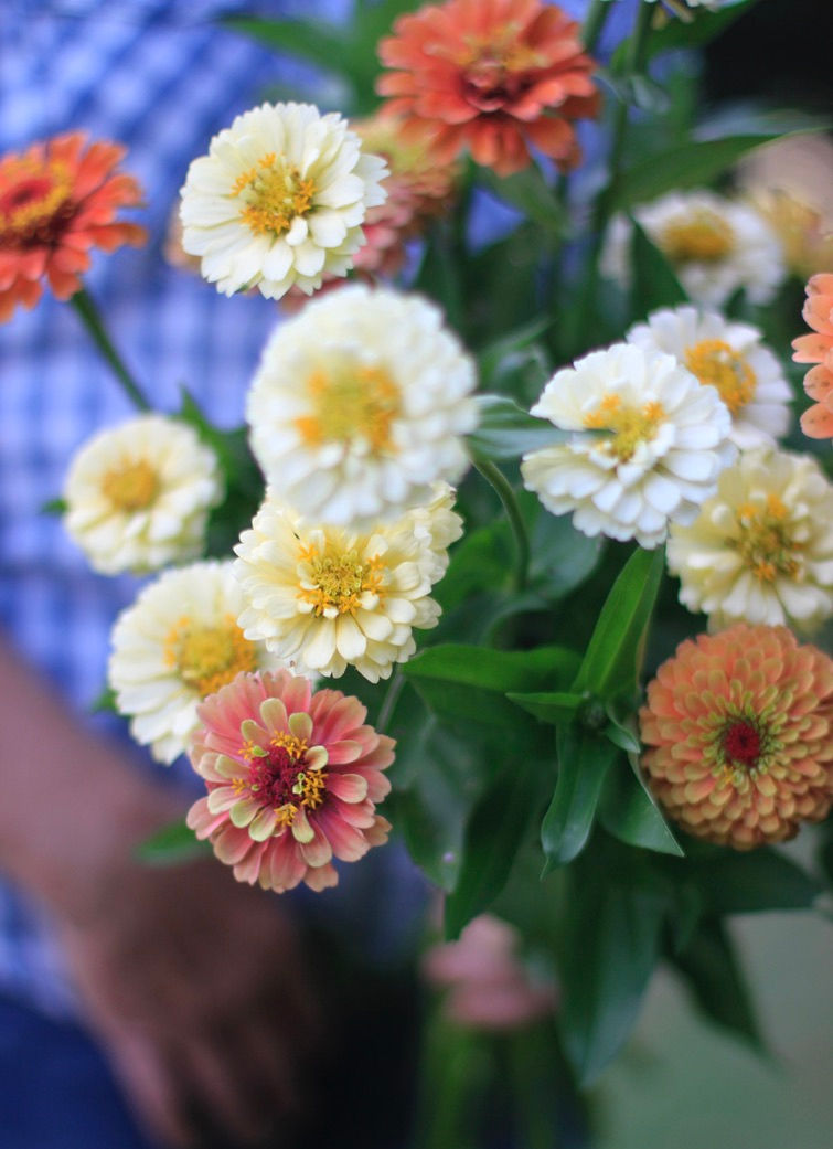 zinnias