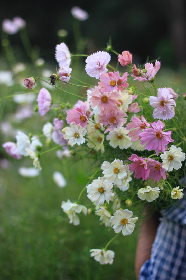 cosmos
