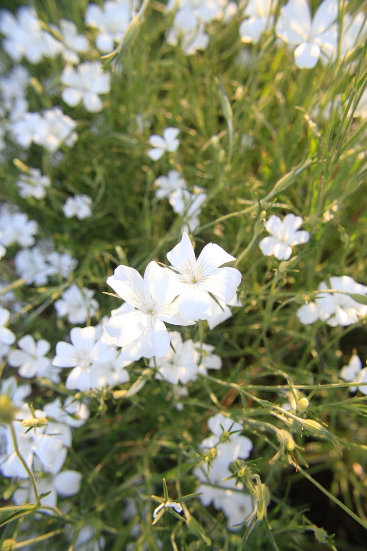 Agrostemma
