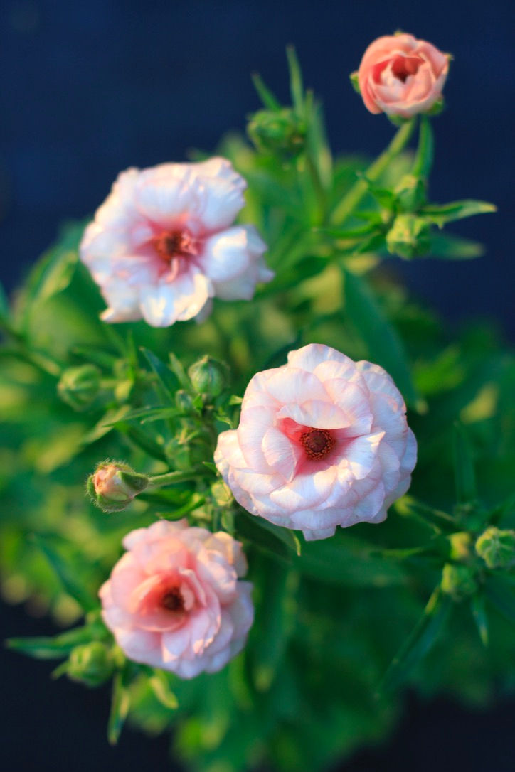 Butterfly Ranunculus