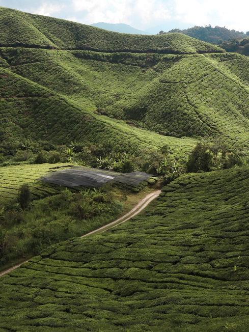 Theeplantages, BOH tea plantation, Cameron Highlands, Maleisië, Ongekende Weg