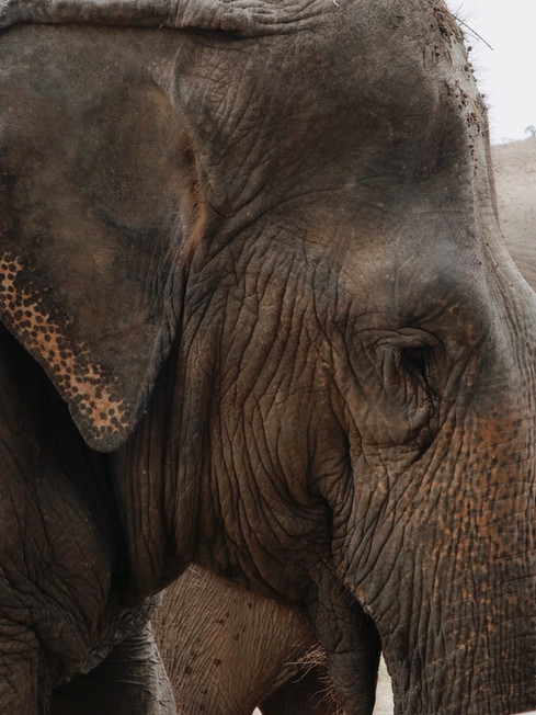 Hua Hin - I Love Phants - WFFT - Wildlife Friends Foundation Thailand - olifanten - Ongekende Weg