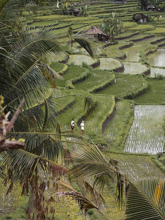 Reisroute Bali - Sidemen - Rijstvelden - 3 weken - Indonesië - Ongekende Weg