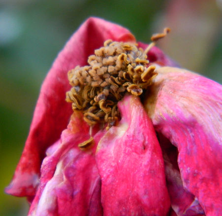 Flor rosa, macro fotografia - Rose flower, macro photography