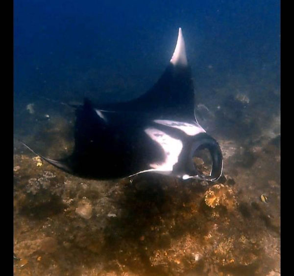 Manta 4.jpg