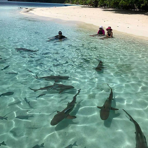 Sharks black tip on the beach, no danger