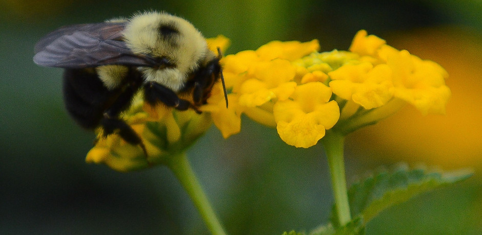 lantanawithbee_edited_edited.jpg