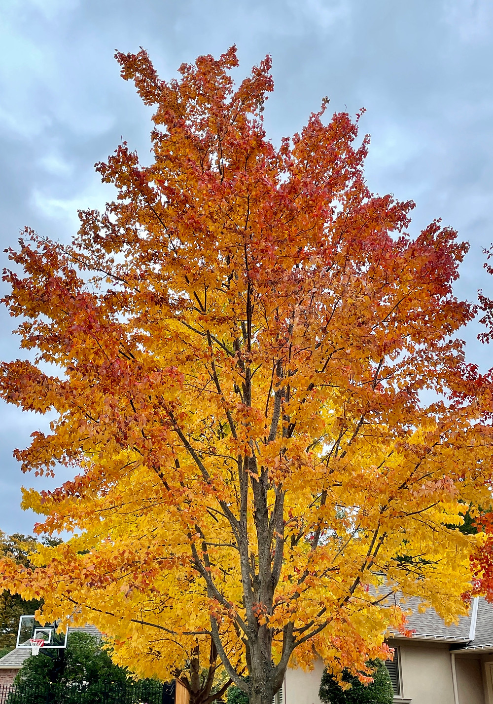 fall tree with golden leaves