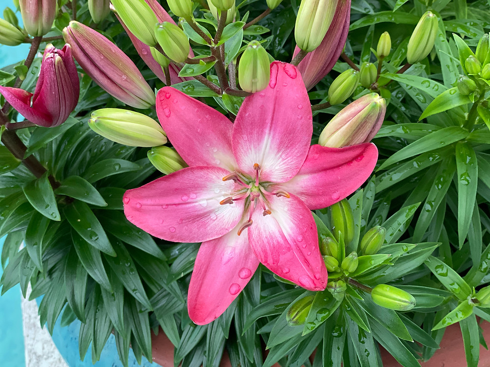 lily