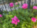 peonies blooming