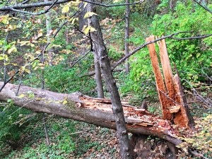 fallen tree