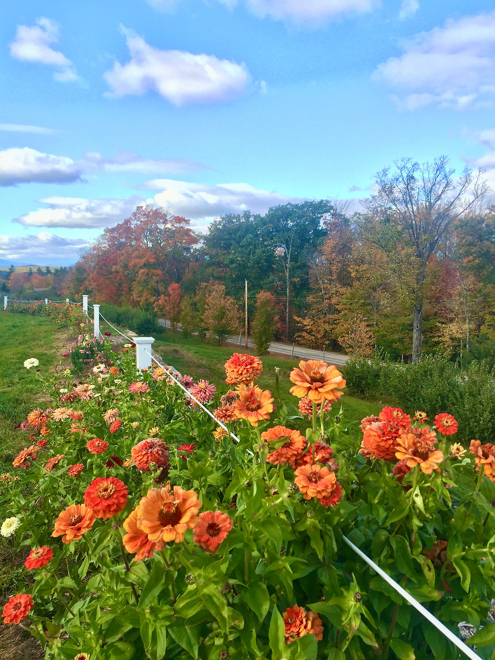 flowers at an orchard