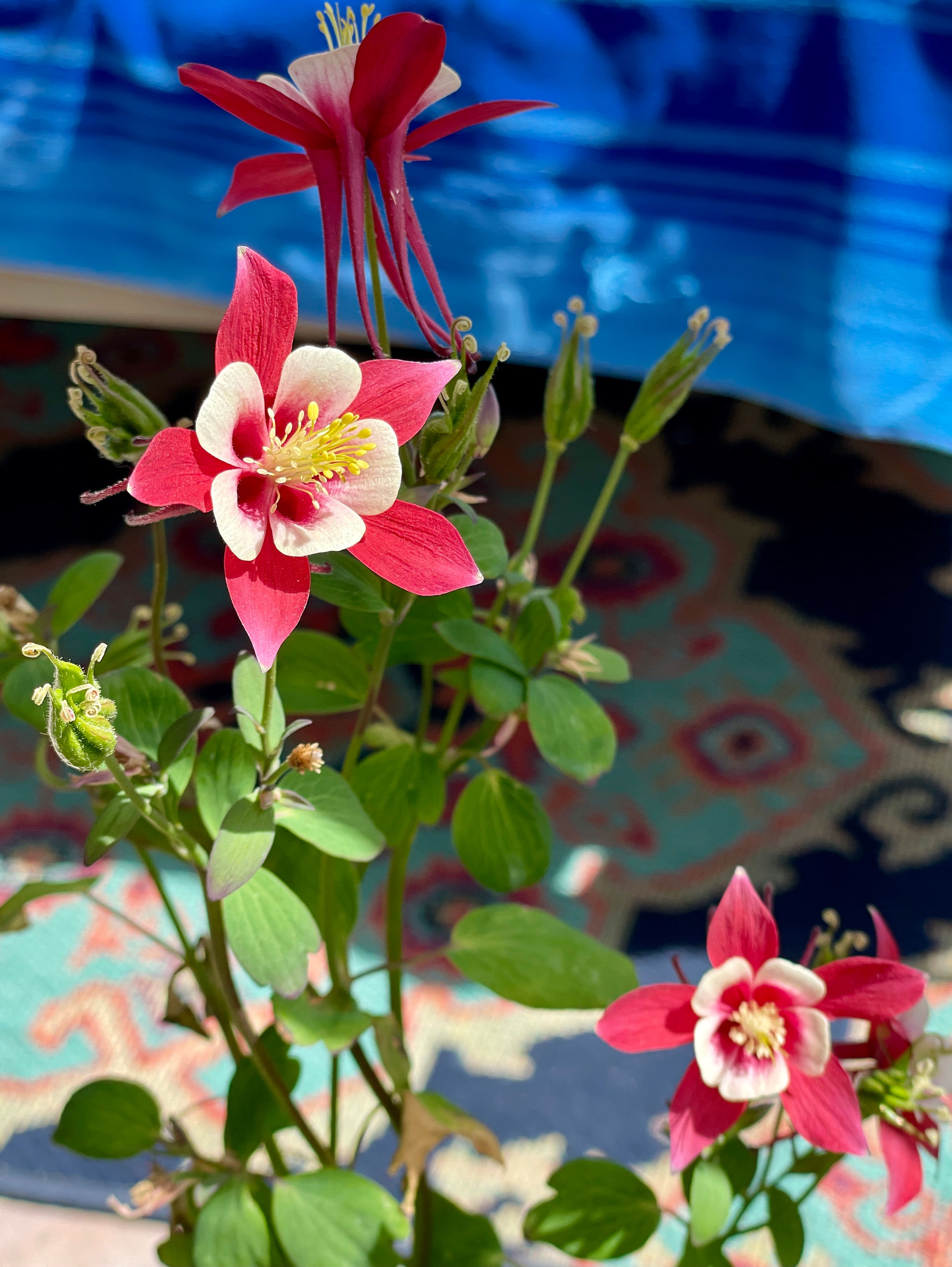 spring blooms