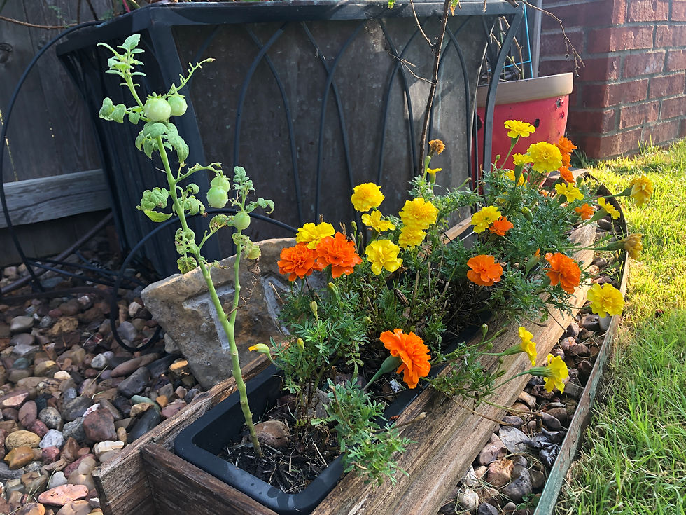 volunteer tomato plant in planter of marisol's