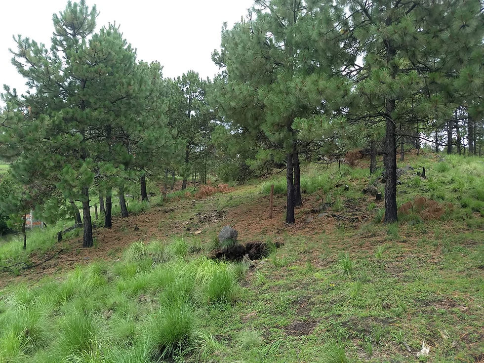 WhatsApp Image 2020-07-12 at 9.16