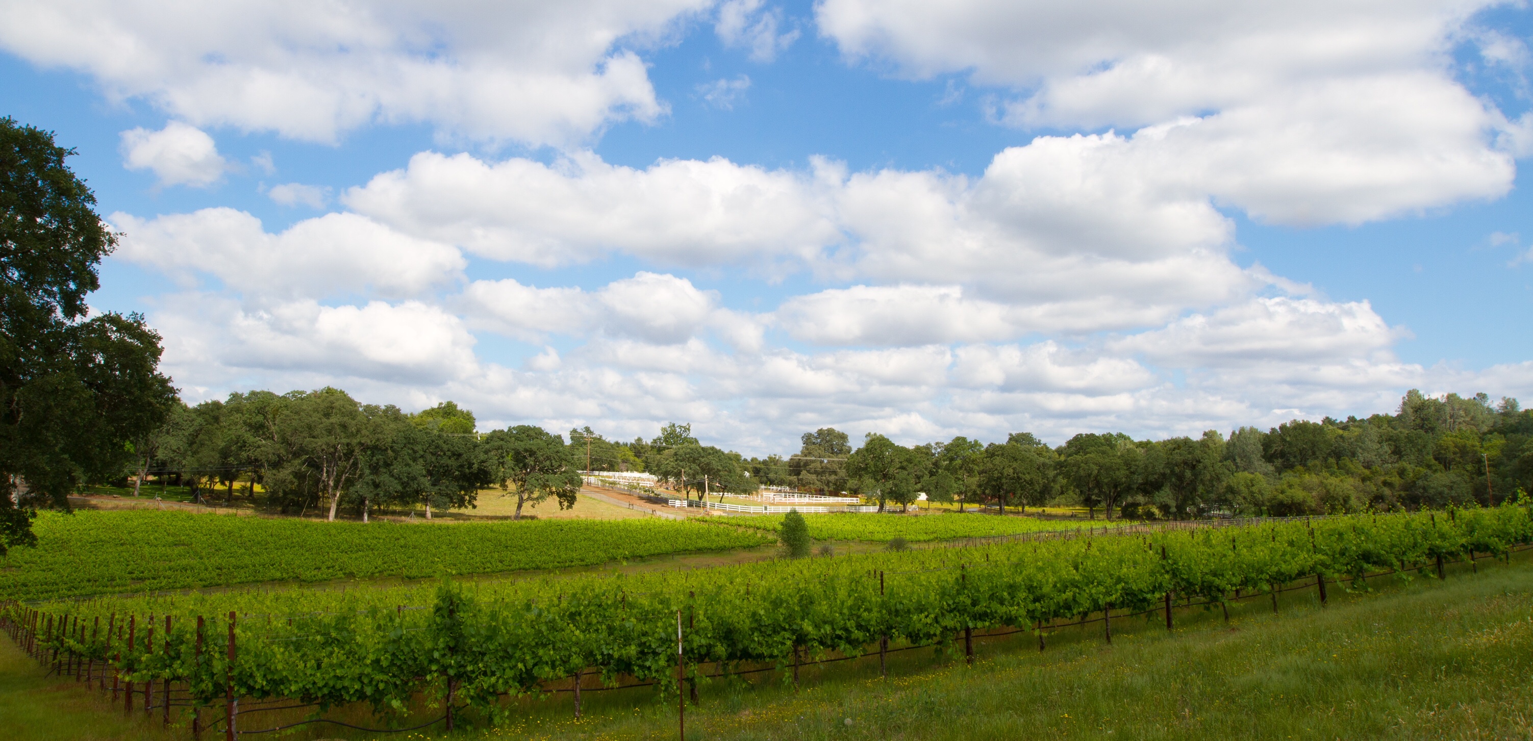 Wine tasting at Cielo Estate Winery with scenic views.