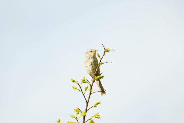 ree