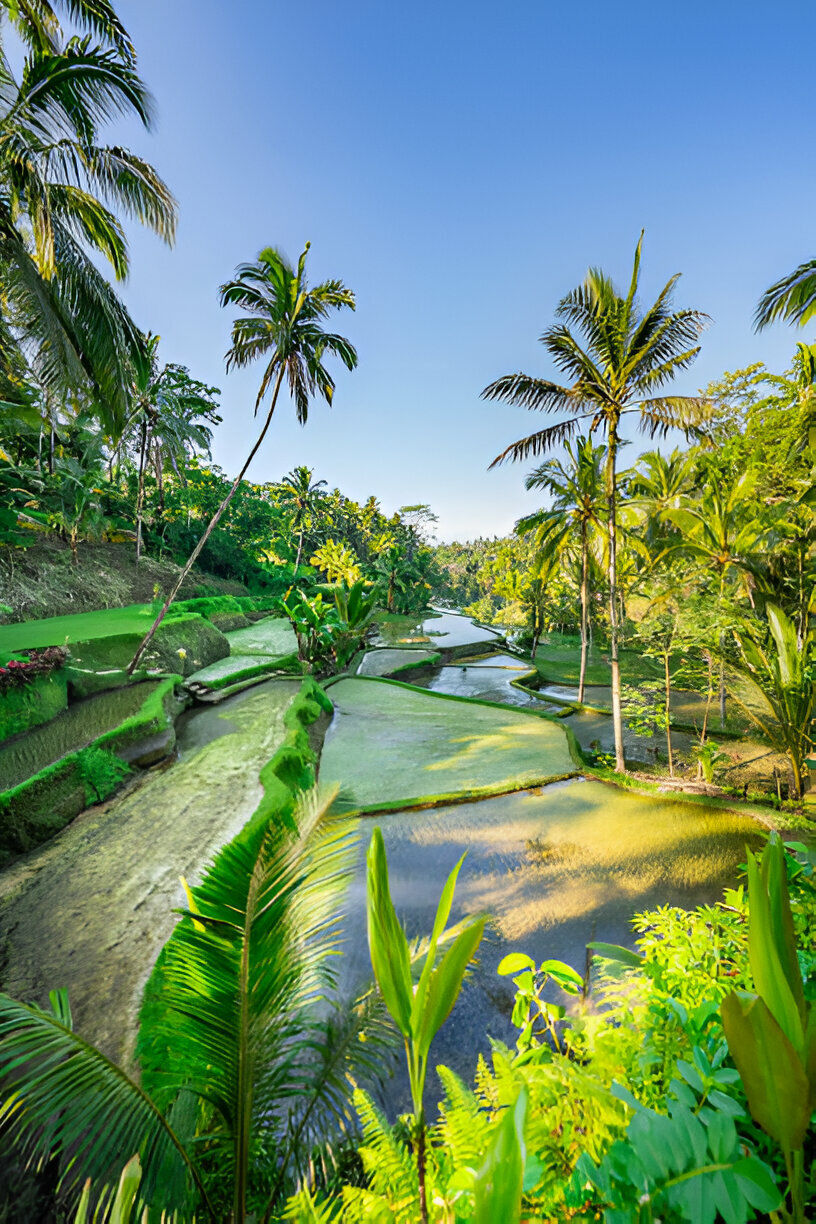 rice fields coconut tree.jpg