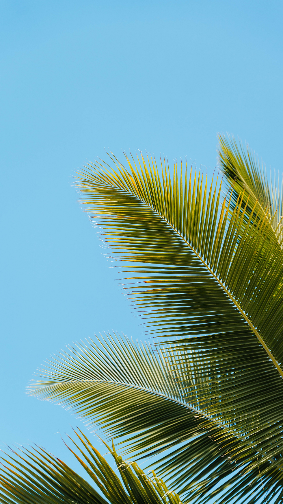 coconut tree leaf.png