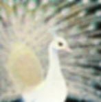 Wildlife in Vivid Color