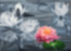 Water Lilies