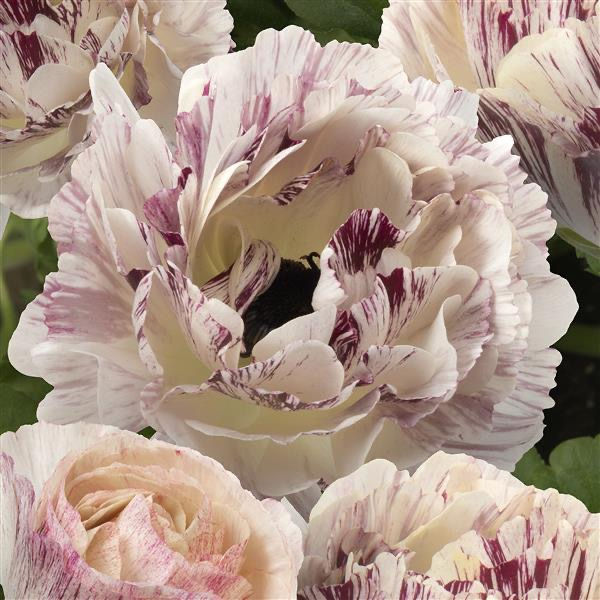 Galthie Brushstroke Ranunculus Corm / Novelty ranunculus