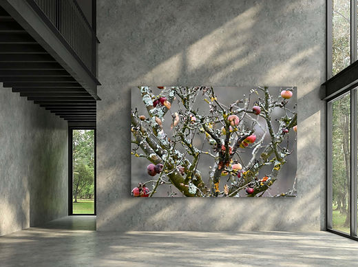 Foto von Apfelbaum inm einem großem raum