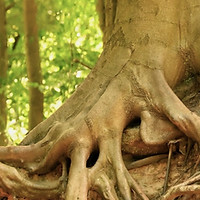 Foto von einem Baum als Platzhalter für eine Empfehlung für Darius Götsch