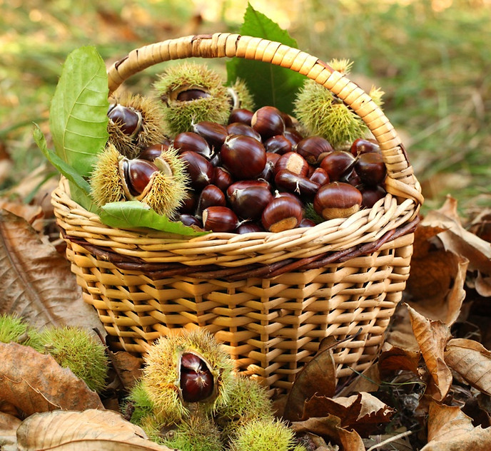 Castanha Trás-os-Montes
