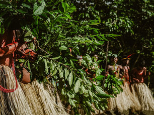 We Are the Forest