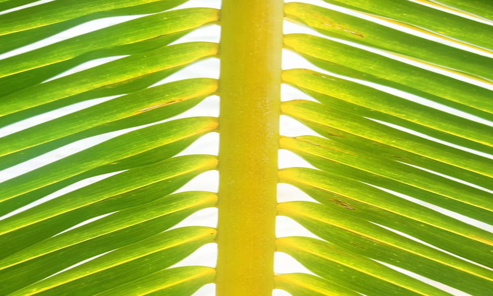 ree