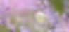 White butterfly on lavender flowers, natural background. Peaceful scene in nature.
